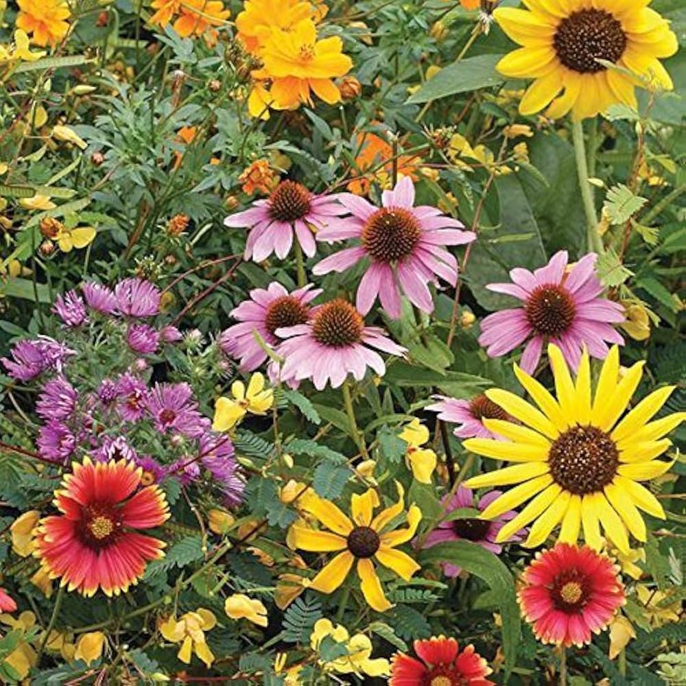 Low-Growing Wildflower Mix Seeds – Easy Germination with Fresh Aroma