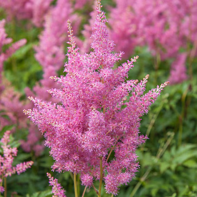 Violet Astilbe Flower Seeds for Planting Compact Growth Heirloom & GMO Free Seeds for Home Garden
 
 Sale