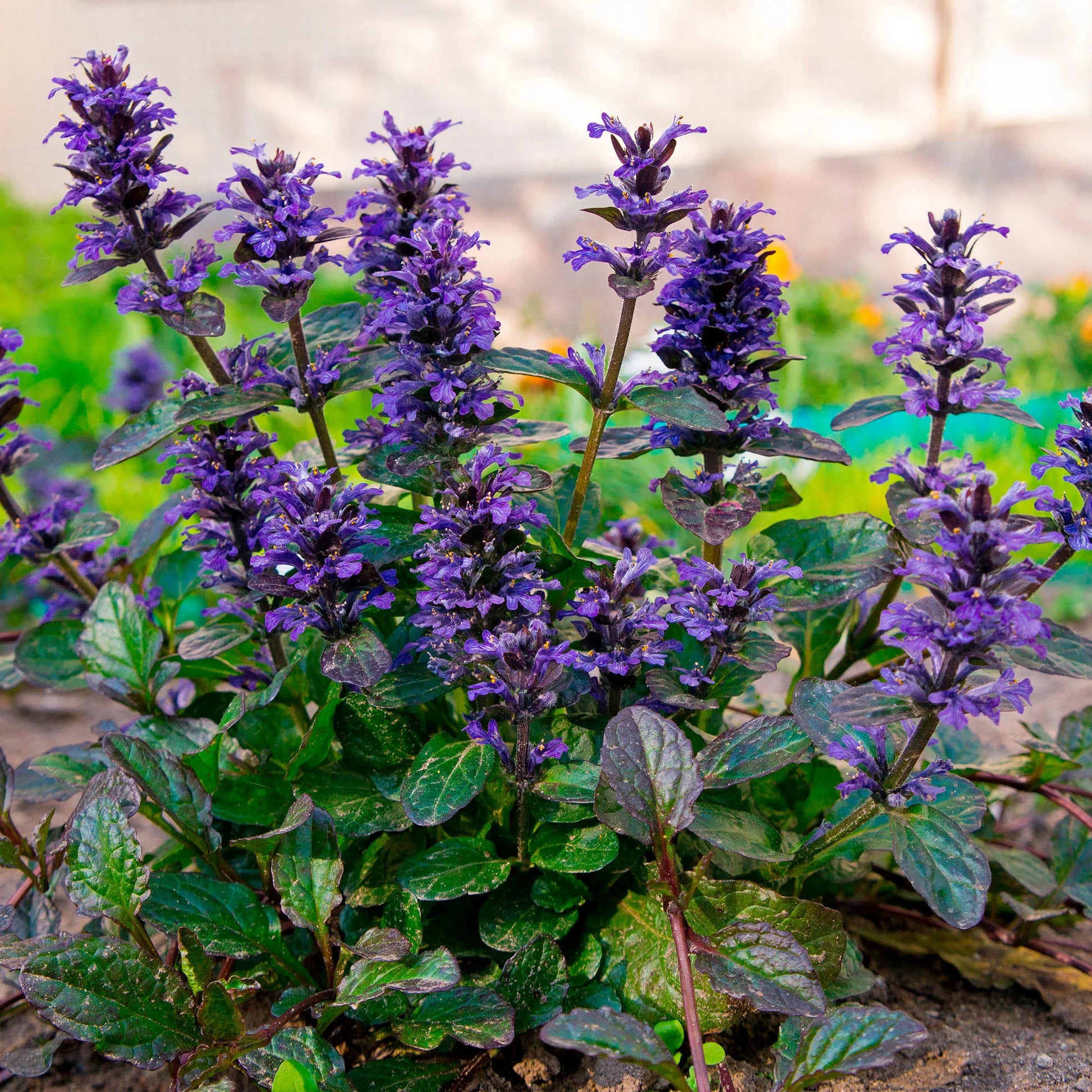 Ajuga Flower seeds for Planting Premium Quality Heirloom & GMO Free Seeds for Home Garden