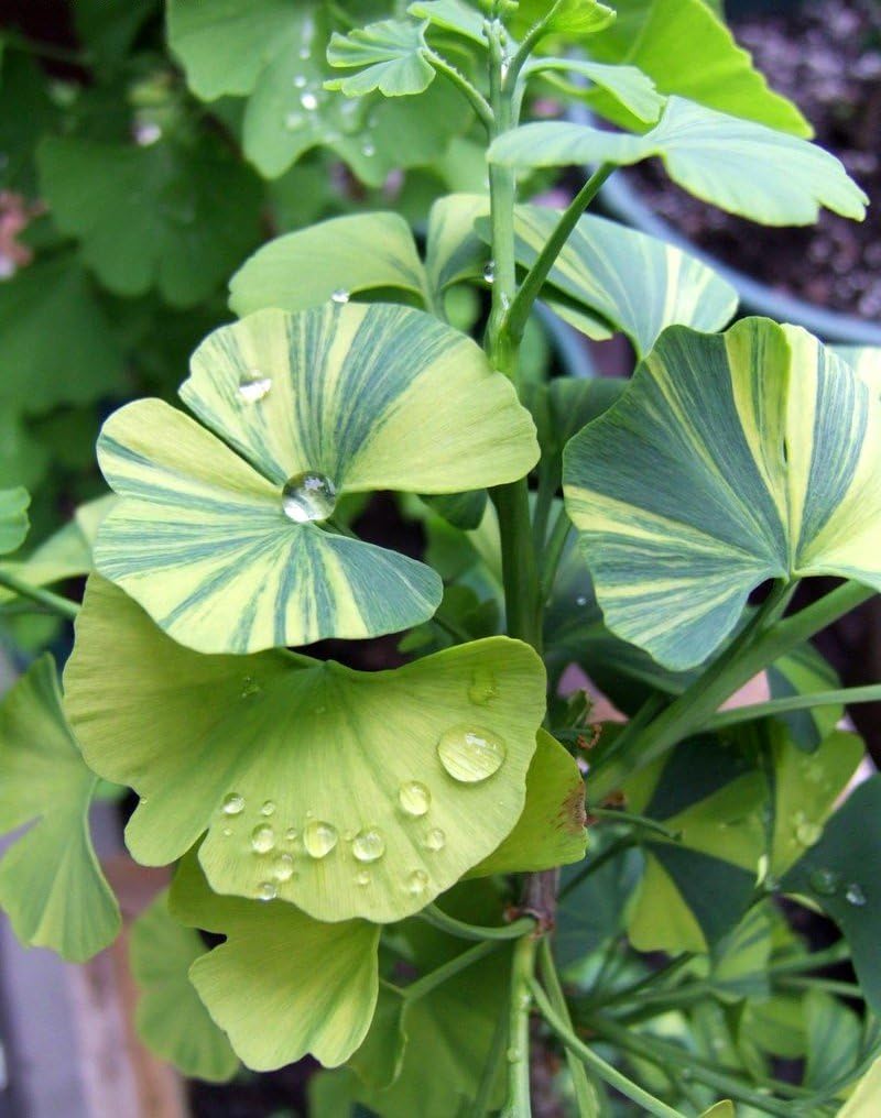 Majestic Ginkgo Tree Seeds For Planting Plant Seeds