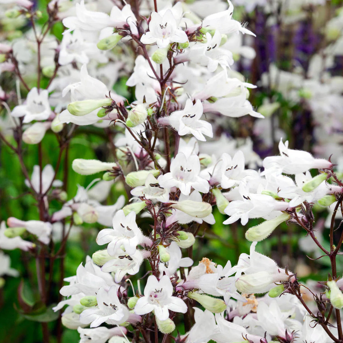 White Snowbells Flower seeds for Planting - Pollinator Friendly, Heirloom & GMO Free Seeds for Home Garden