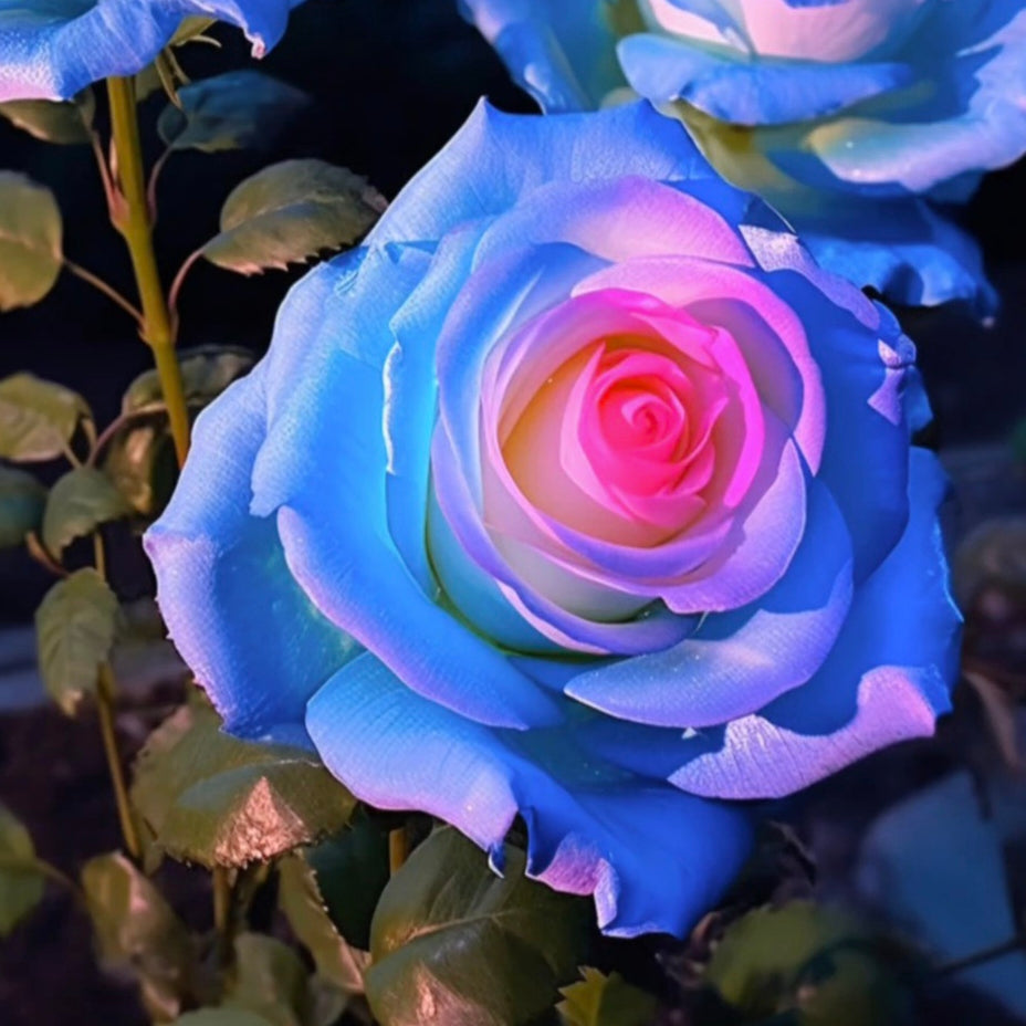 Sky Blue Pink Rose Flower Seeds for Planting Garden Favorite Heirloom & GMO Free Seeds for Home Garden
 
 Sale