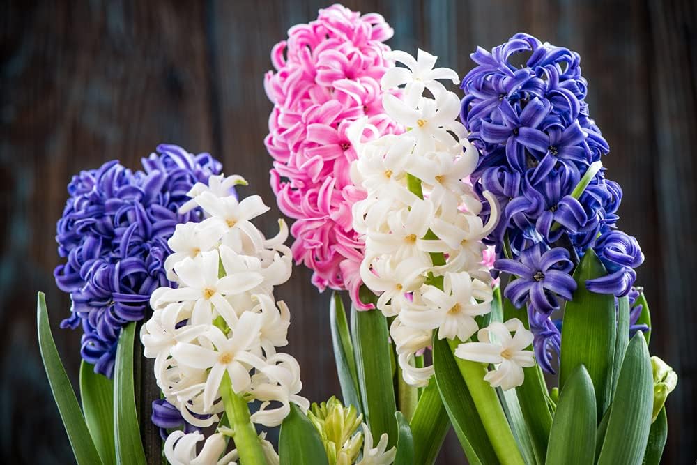 Mixed Hyacinth Flower seeds for Planting - Bright Blooms, Heirloom & GMO Free Seeds for Home Garden