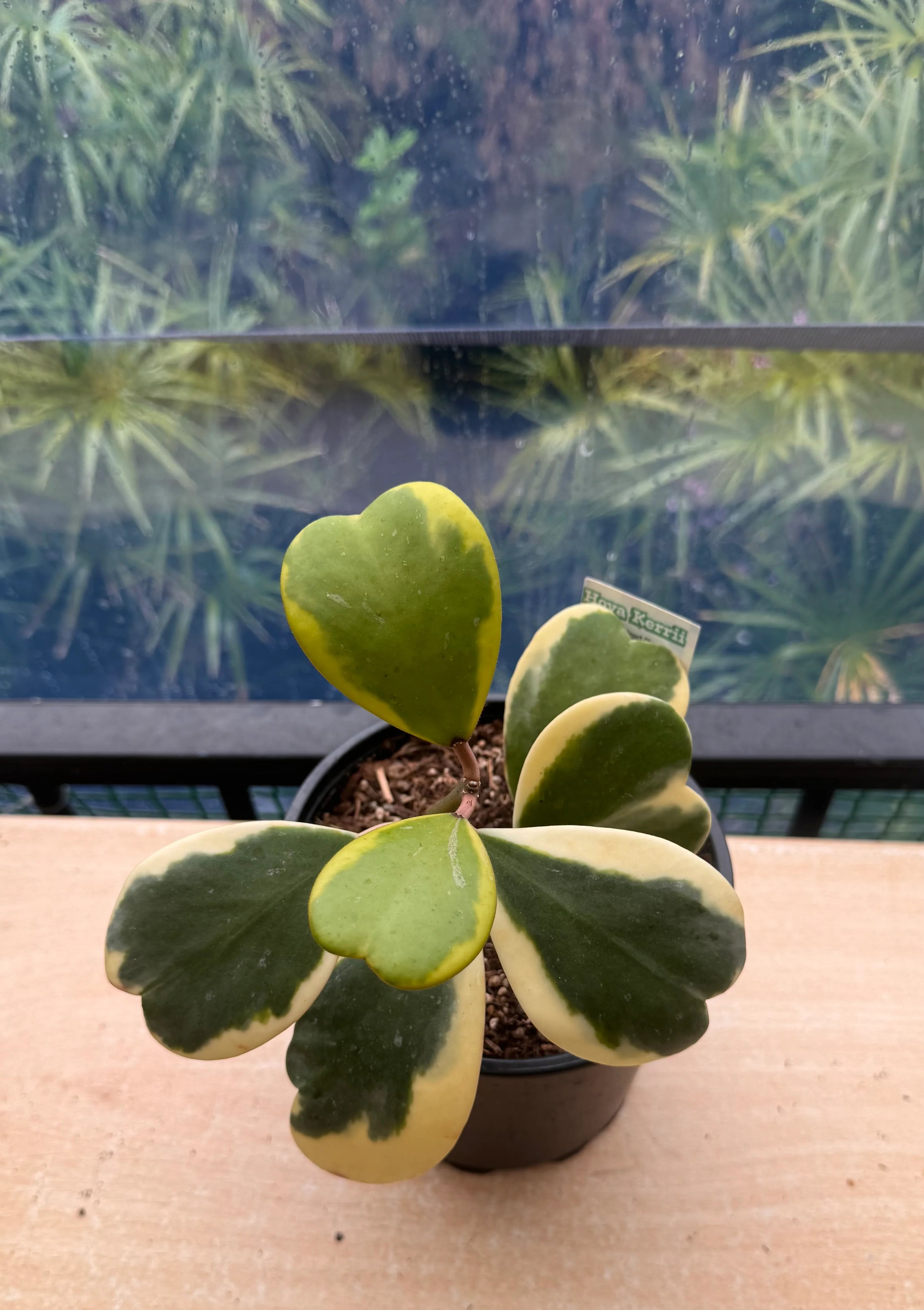 Green Hoya Kerrii Flower seeds for Planting - Sun Loving, Heirloom & GMO Free Seeds for Home Garden