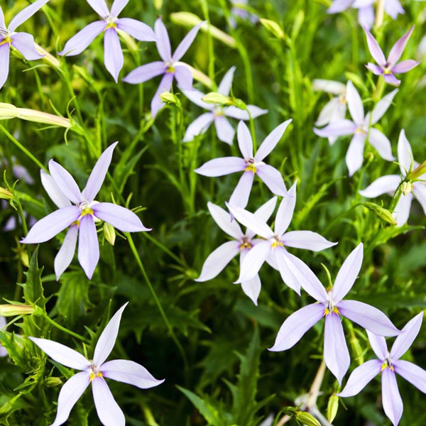 Laurentia Flower seeds for Planting - Fragrant Blossoms, Heirloom & GMO Free Seeds for Home Garden