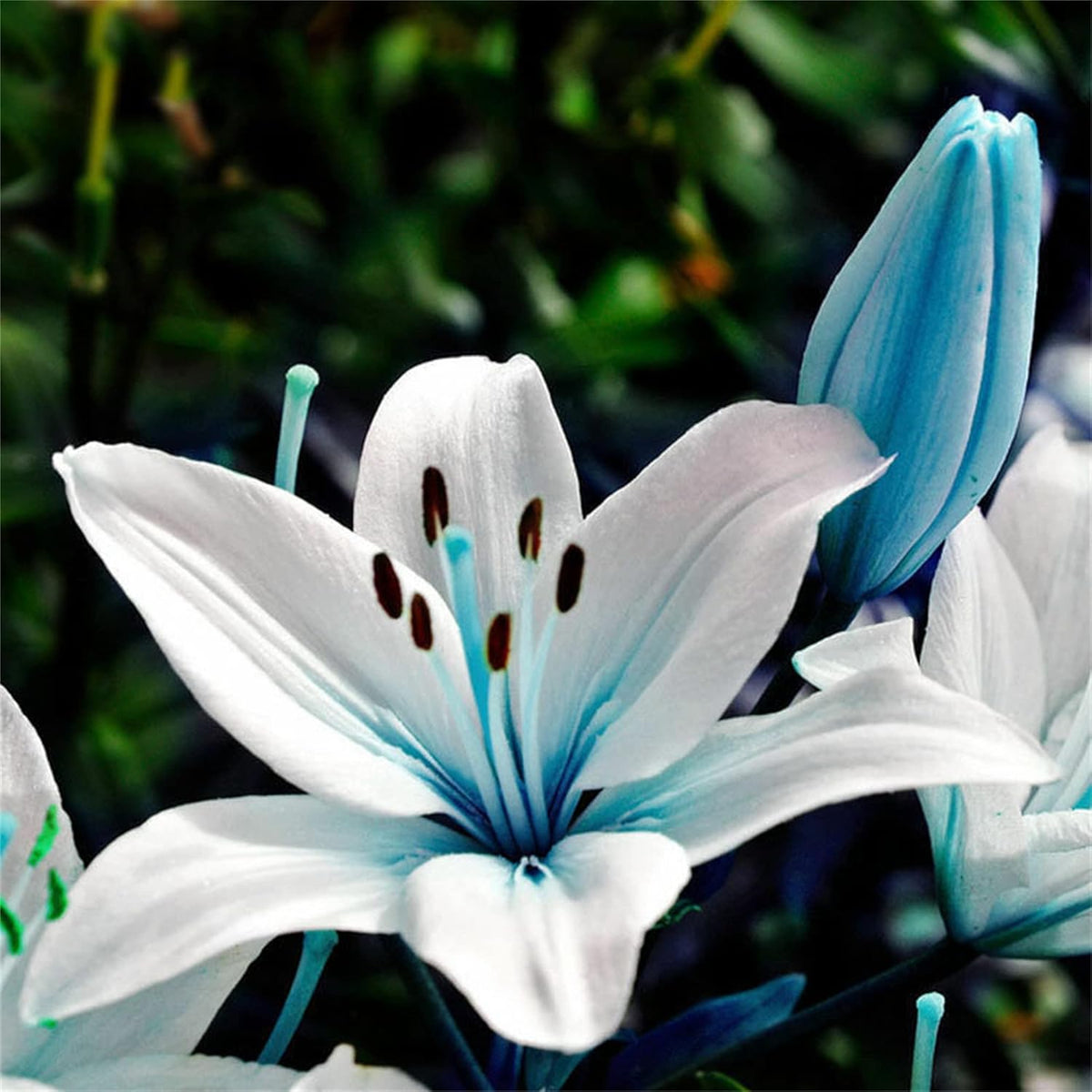 Blue White Lilium Flower seeds for Planting - Shade Tolerant, Heirloom & GMO Free Seeds for Home Garden
 
 Sale seeds for planting in home garden
