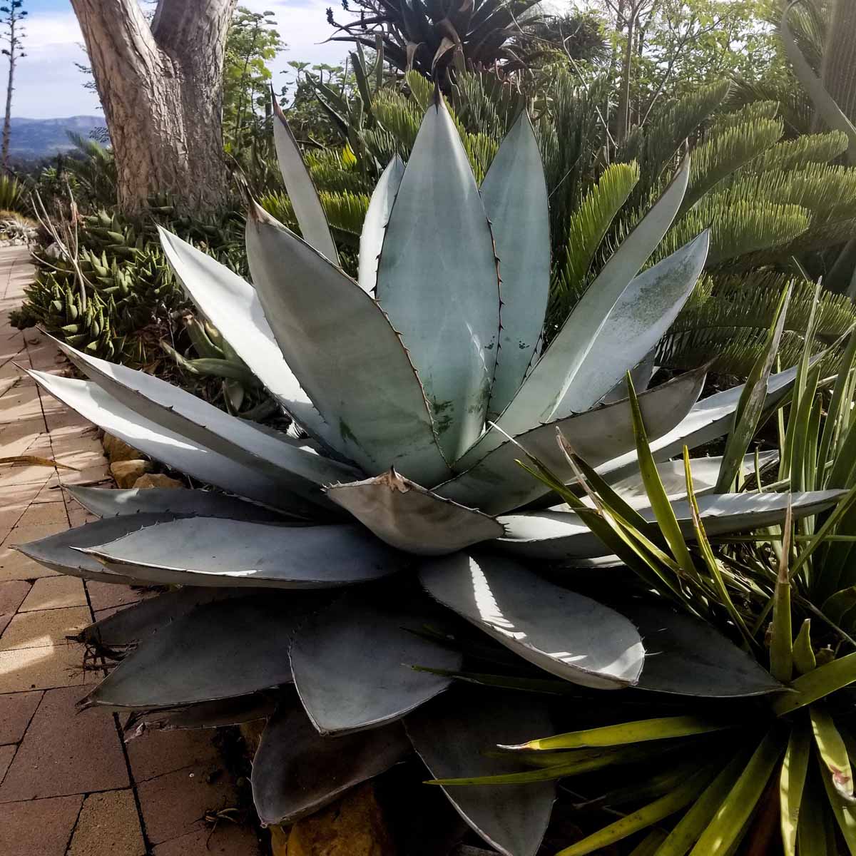 Blue Agave Titanota Seeds for Planting | Hardy Succulent Seeds