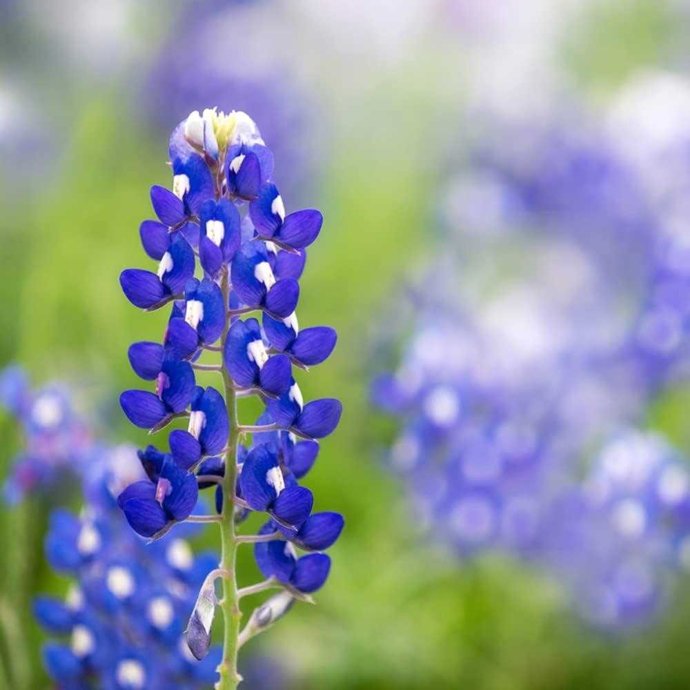Bluebonnet Lupinus texensis Flower Seeds for Planting in Flower Bed & Garden