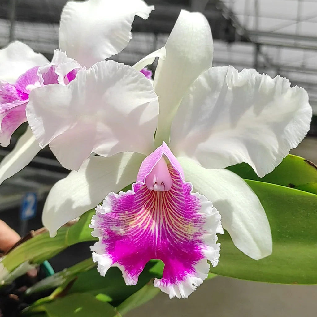 Pink Cattleya Flower seeds for Planting - Shade Tolerant, Heirloom & GMO Free Seeds for Home Garden