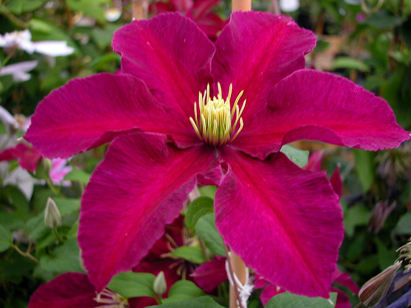 Pink Yellow Clematis Flower seeds for Planting - Cottage Garden Essential, Heirloom & GMO Free Seeds for Home Garden