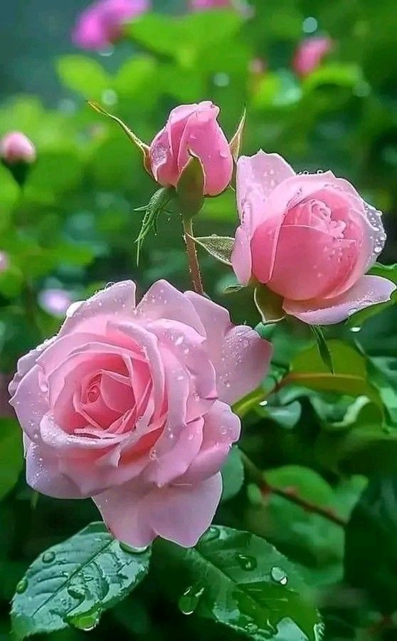 Multi Rose Flower seeds for Planting - Perfect for Borders, Heirloom & GMO Free Seeds for Home Garden  S
