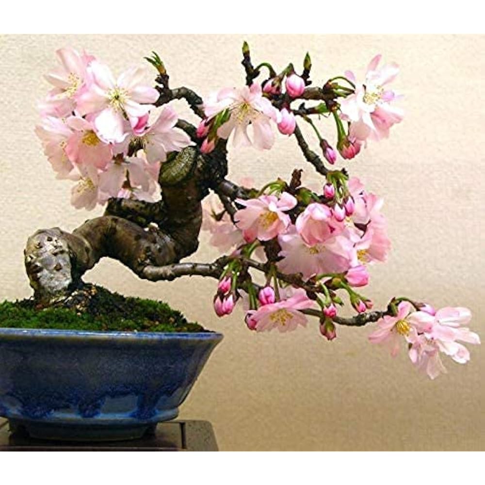 Tarassaco Seeds, Bonsai Flowers, 100 Pcs% Genuine Biological Flower for Domestic Gardens