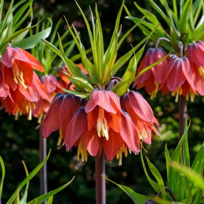 Fritillaria Flower seeds for Planting - Easy to Grow, Heirloom & GMO Free Seeds for Home Garden
