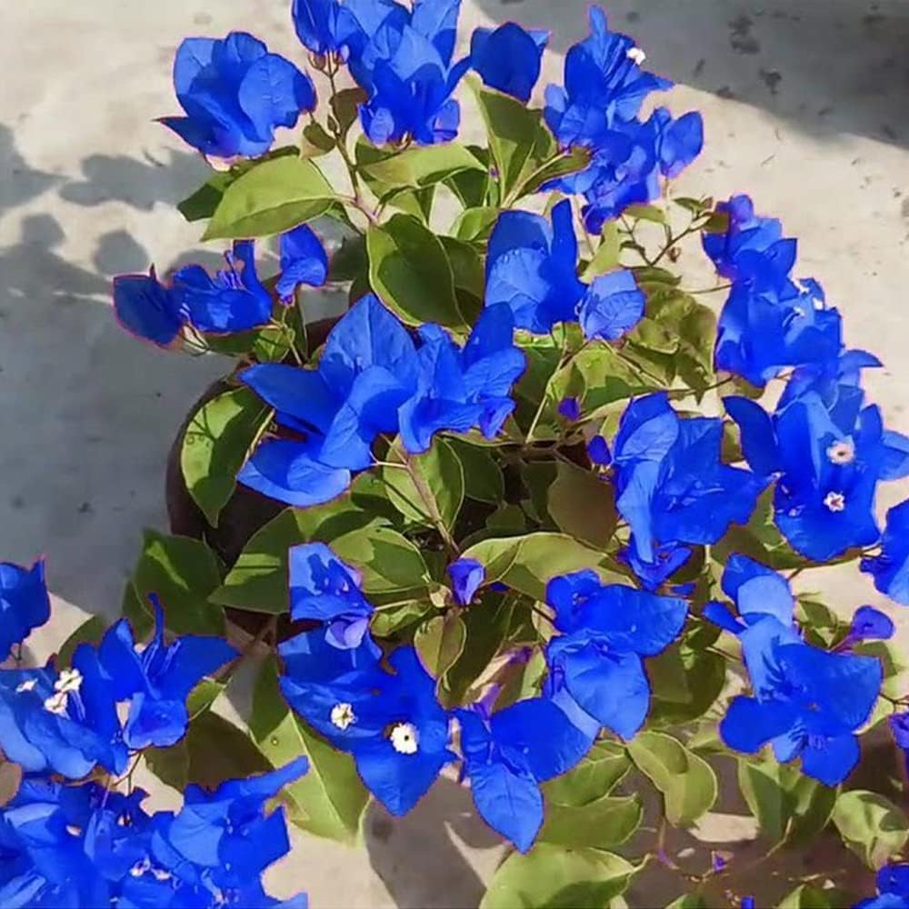 Blue (Blue Bougainvillea) seeds for planting in home garden