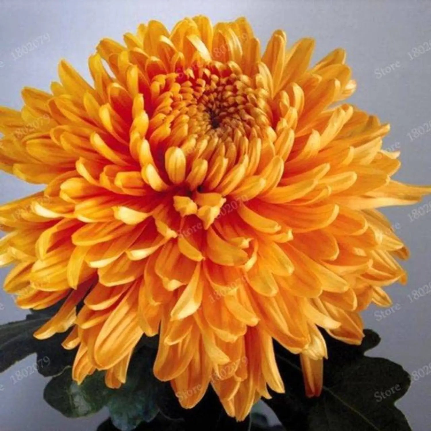 Chrysanthemum Flower seeds for Planting - Bright Blooms, Heirloom & GMO Free Seeds for Home Garden