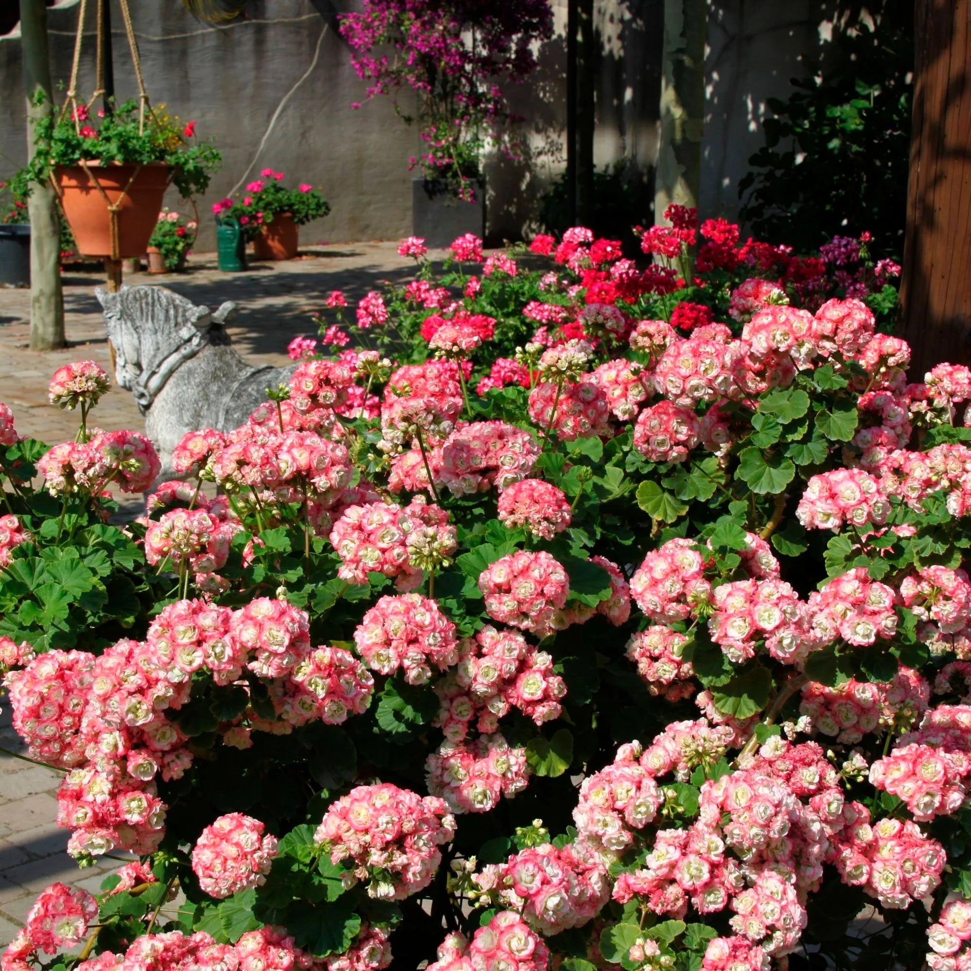 Geranium Mix Apple Blossom Seeds for Planting  Vibrant Annual Flowering Plants