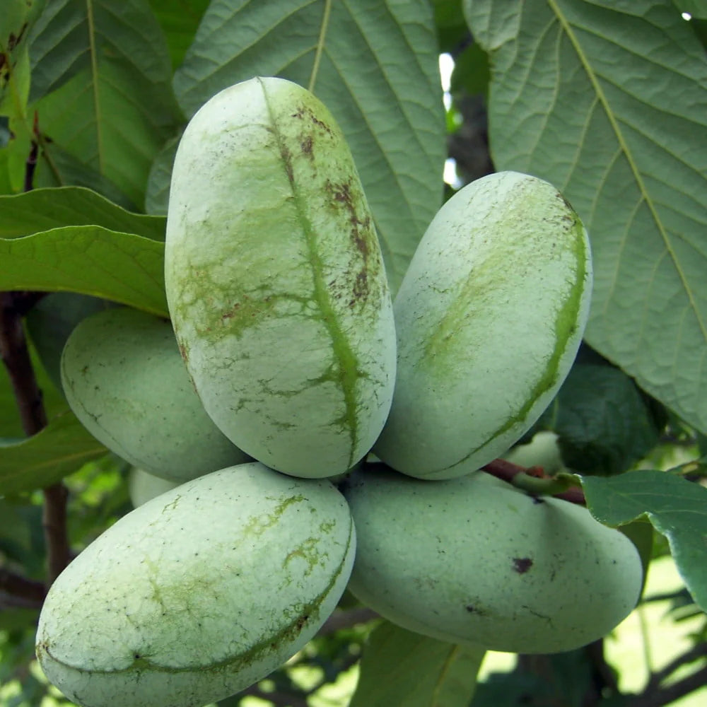 Green Banana Paw Fruit Seeds for Planting