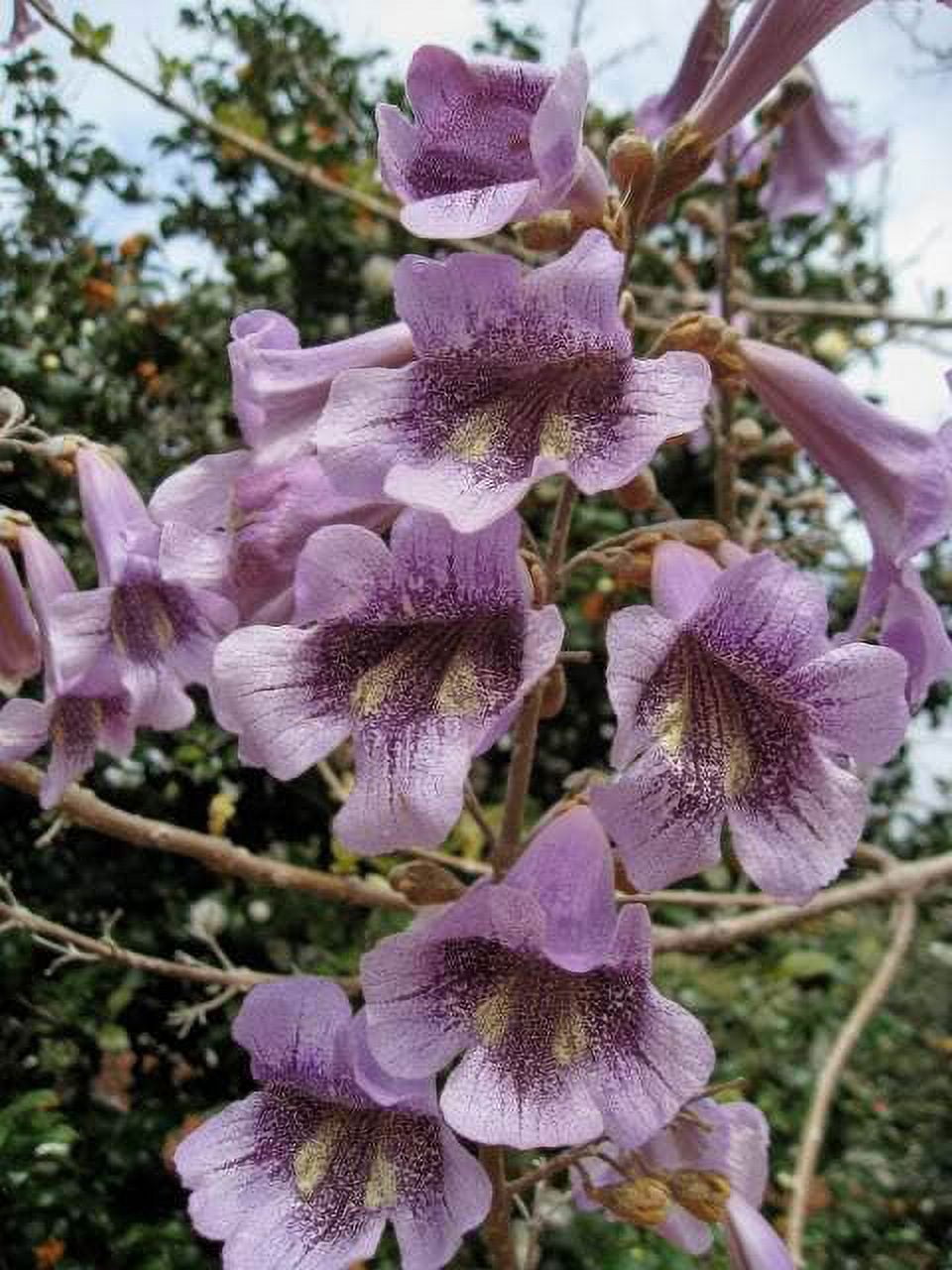 Royal Empress Flower Seeds