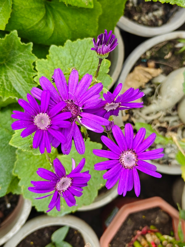 Purple Florists Cineraria Flower seeds for Planting - Low Maintenance, Heirloom & GMO Free Seeds for Home Garden