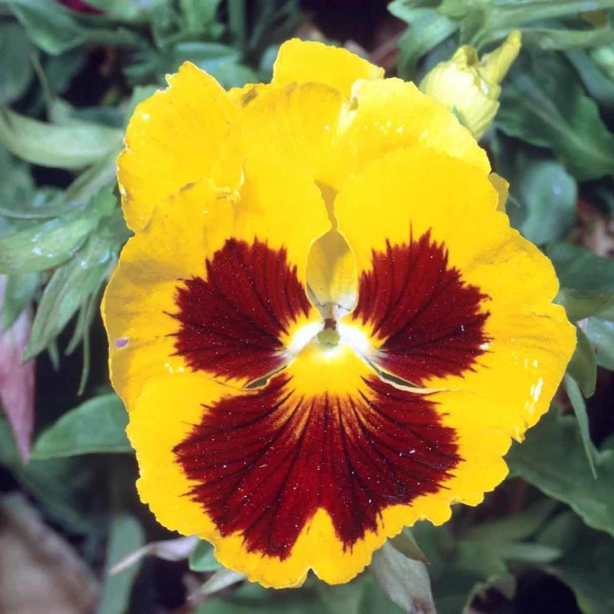 Brown Yellow Pansy Flower Seeds for Planting Low Maintenance Heirloom & GMO Free Seeds for Home Garden
 
 Sale