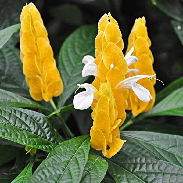 Pachystachys Lutea Flower seeds for Planting - Bright Blooms, Heirloom & GMO Free Seeds for Home Garden