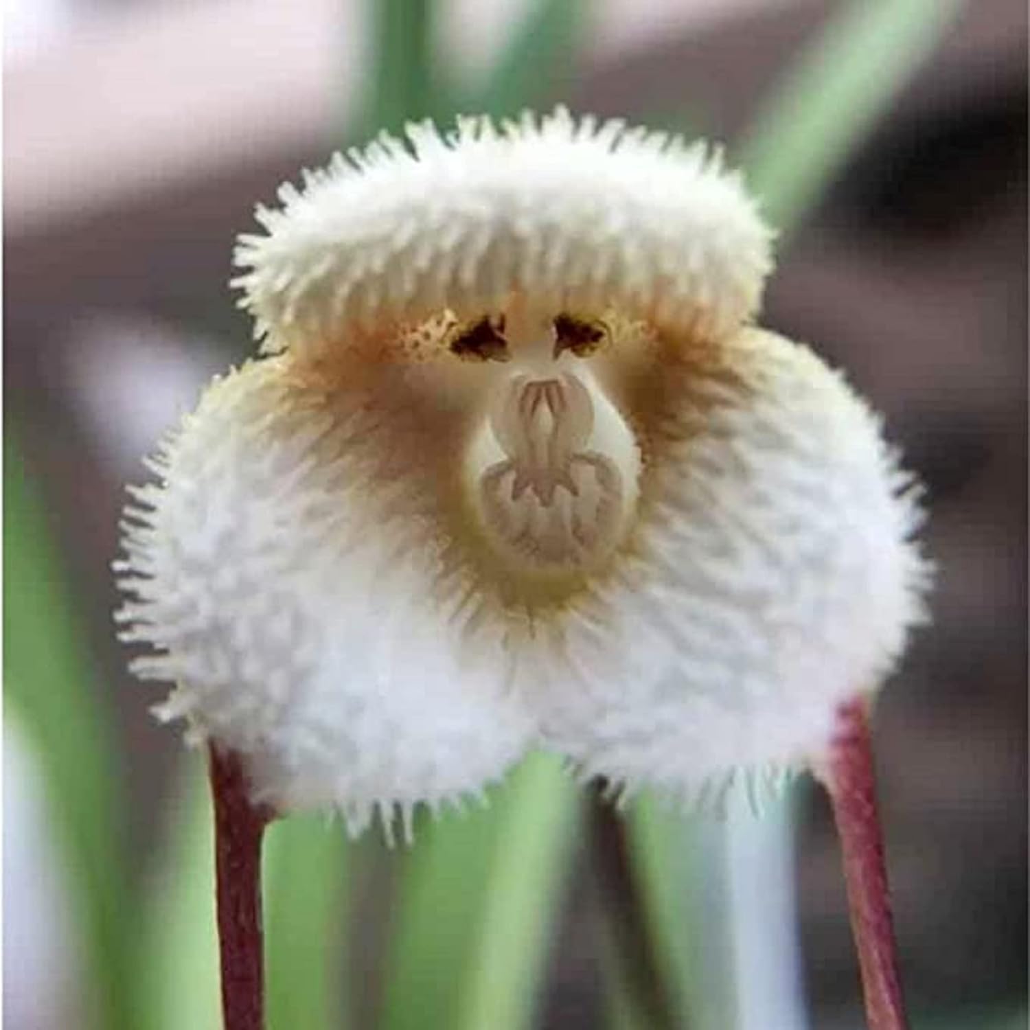 White Monkey Face Orchid Flower seeds for Planting - Fragrant Blossoms, Heirloom & GMO Free Seeds for Home Garden