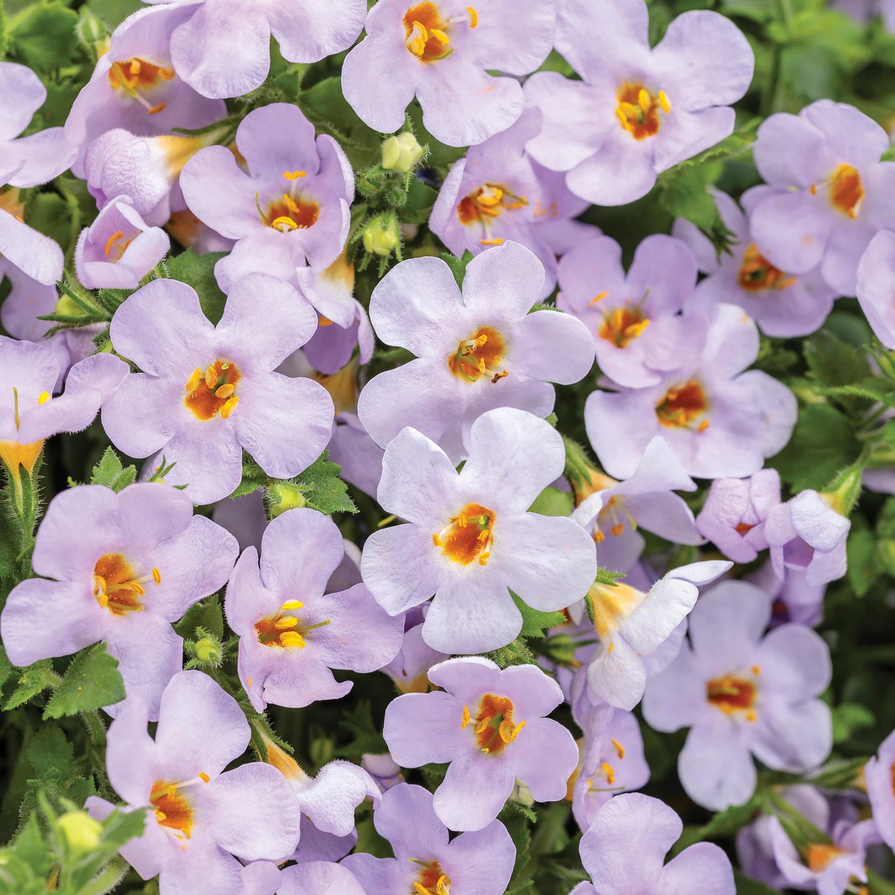 Gulliver Flower seeds for Planting - Drought Tolerant, Heirloom & GMO Free Seeds for Home Garden