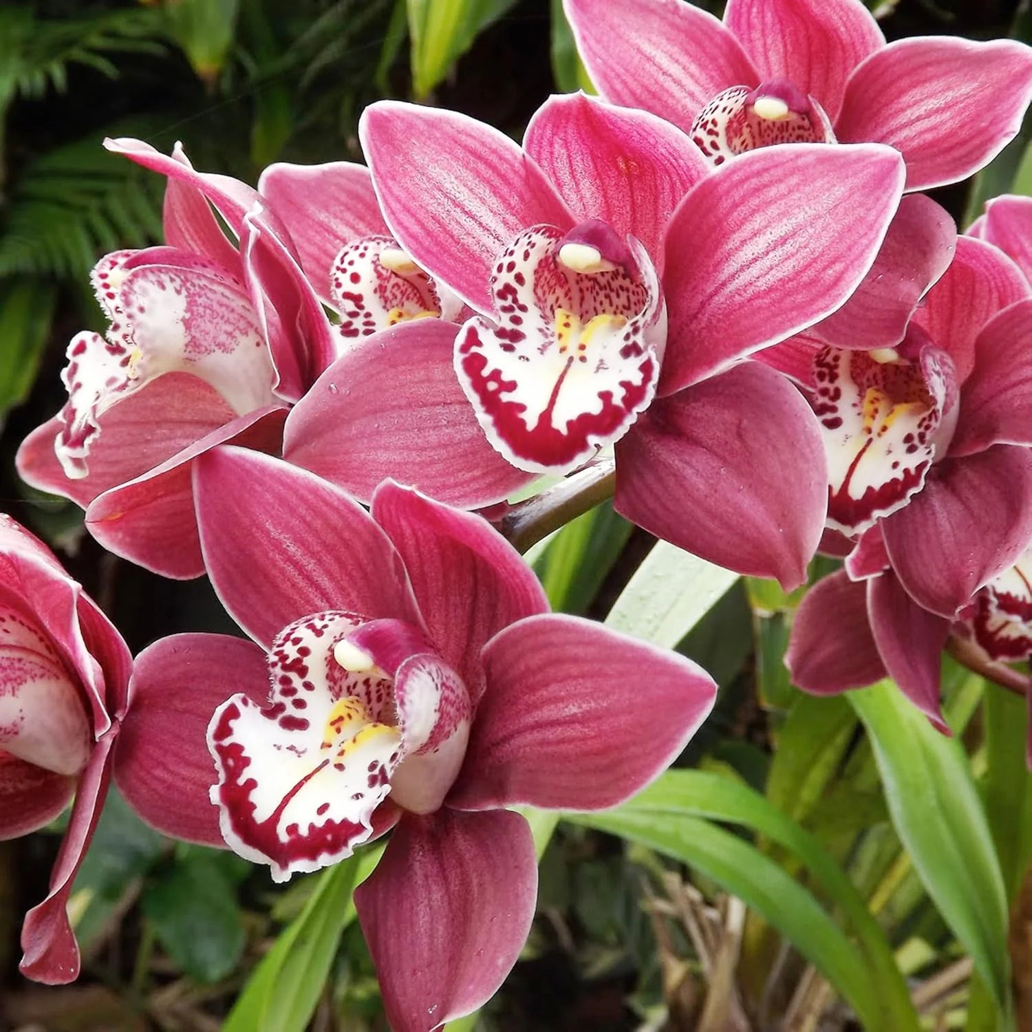Cymbidium Flower Planting Seeds for Stunning Orchids - Evergrowseeds