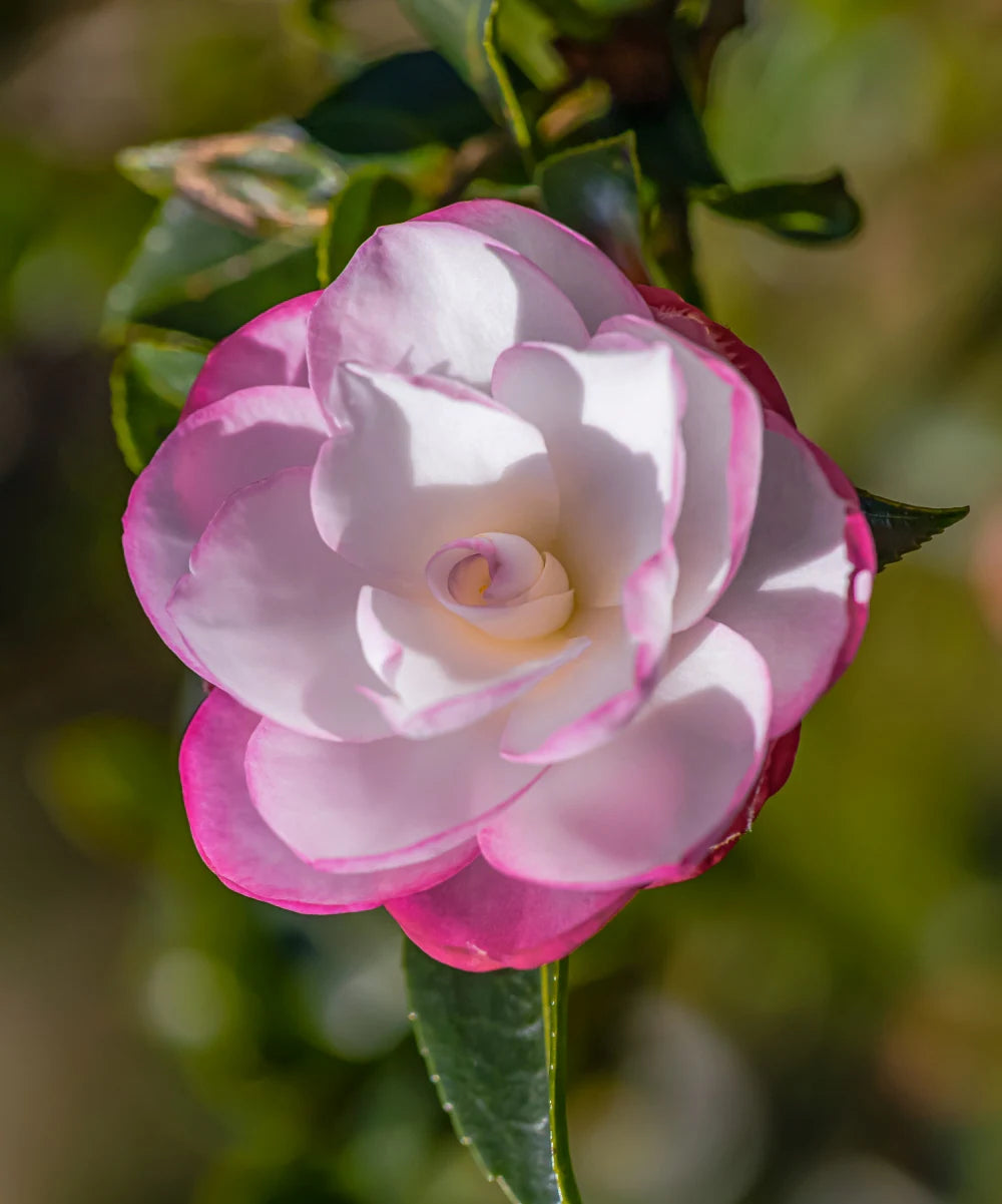 White Purple Camellia Flower seeds for Planting - Fragrant Blossoms, Heirloom & GMO Free Seeds for Home Garden
 
 Sale