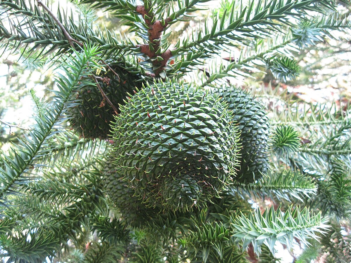 Araucaria Seeds: Complete Planting Guide