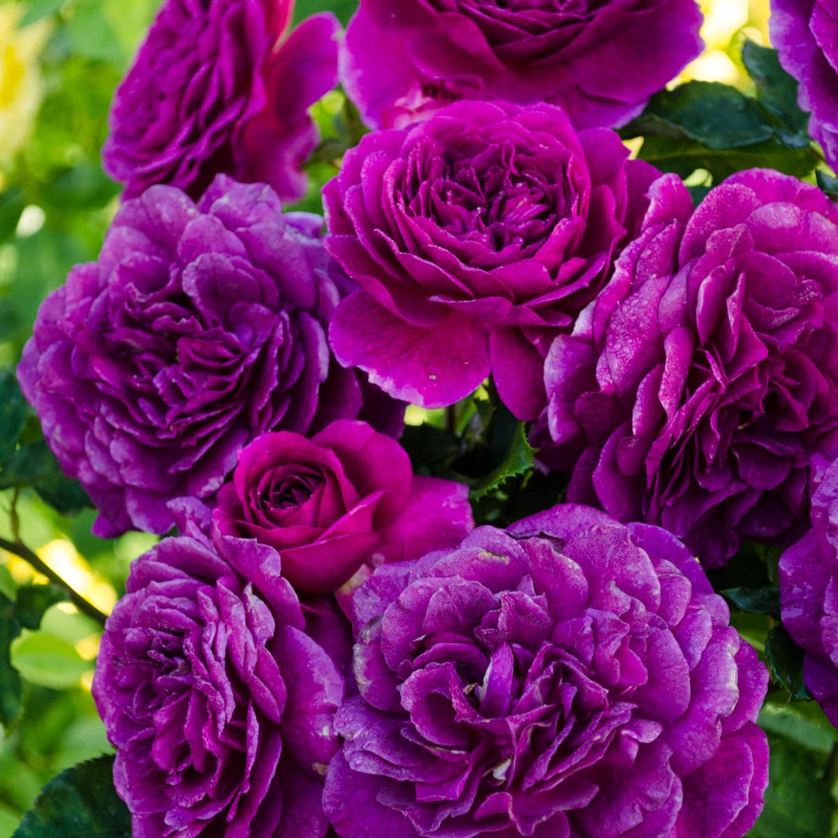 Purple Climbing Rose Flower seeds for Planting - Long Bloom Season, Heirloom & GMO Free Seeds for Home Garden