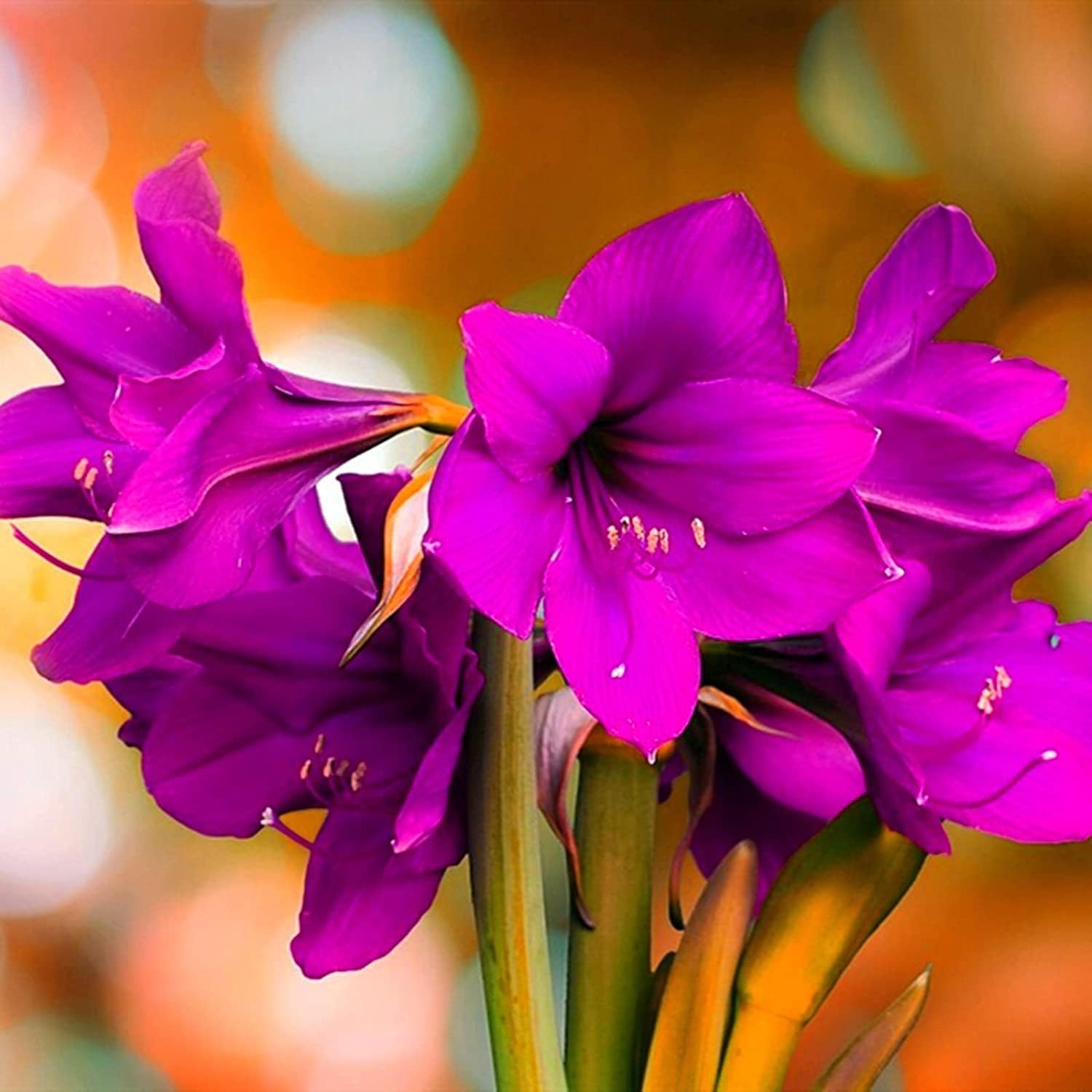 Violet Amaryllis Flower seeds for Planting Shade Tolerant Heirloom & GMO Free Seeds for Home Garden