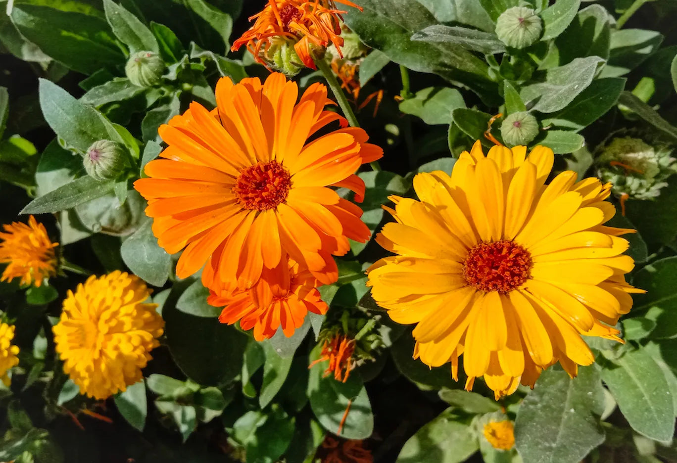 Yellow Calendula Flower seeds for Planting - Drought Tolerant, Heirloom & GMO Free Seeds for Home Garden