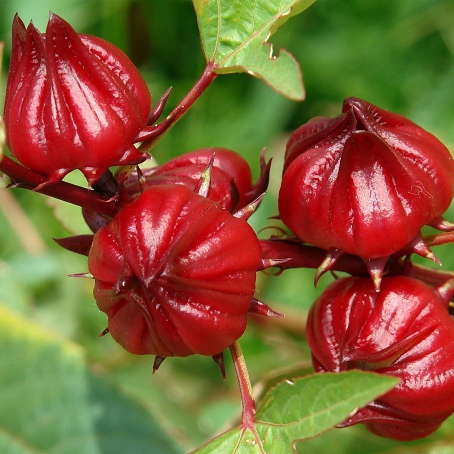 Australian Rosella Hibiscus Flower seeds for Planting - Colorful Display, Heirloom & GMO Free Seeds for Home Garden