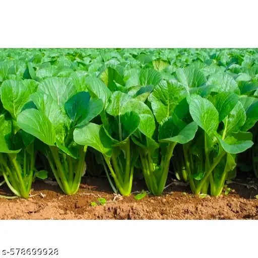 Green Kai-LAN Seeds for Home Planting