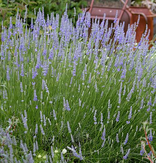 Lavender Provence Flower seeds for Planting - Cut Flower Favorite, Heirloom & GMO Free Seeds for Home Garden