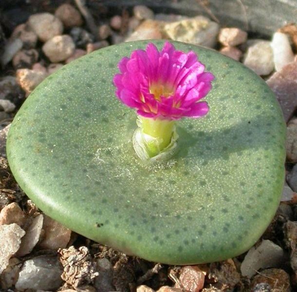 Conophytum Flower seeds for Planting - Premium Quality, Heirloom & GMO Free Seeds for Home Garden