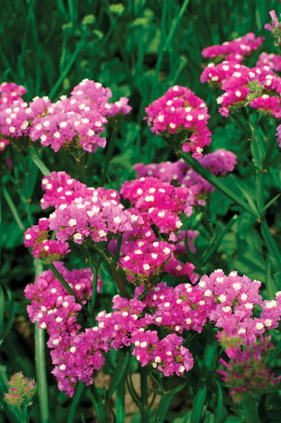 Mixed Bergenia Cordifolia Flower seeds for Planting - Compact Growth, Heirloom & GMO Free Seeds for Home Garden