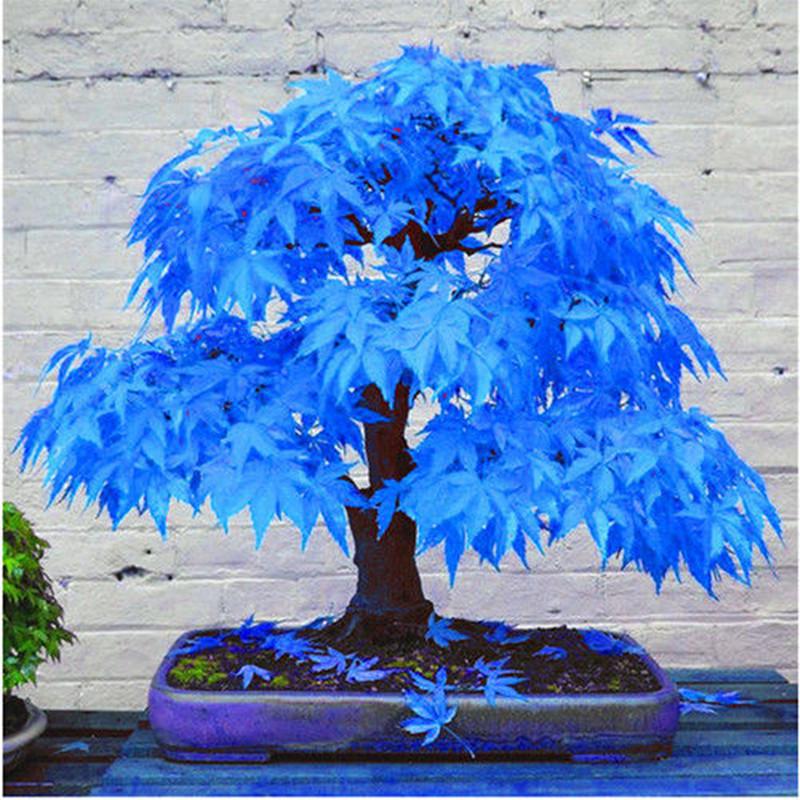 Blue Metasequoia Seeds for Easy Planting