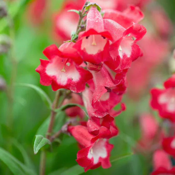 Red Penstemon Scarlet Flower Seeds Planting