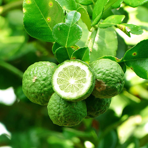 Kaffir Lime Seeds for Planting - Fresh Fruit Planting Collection