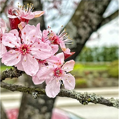 Blossoms Tree Seeds for Planting | Complete Planting Guide