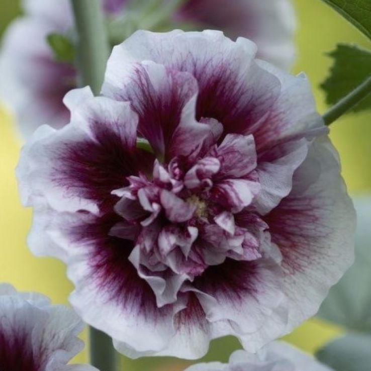 White Purple Hollyhock Flower seeds for Planting - Drought Tolerant, Heirloom & GMO Free Seeds for Home Garden