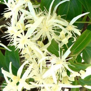Yellow Pyrostegia Venusta Seeds Flower seeds for Planting Perfect for Borders Heirloom & GMO Free Seeds for Home Garden