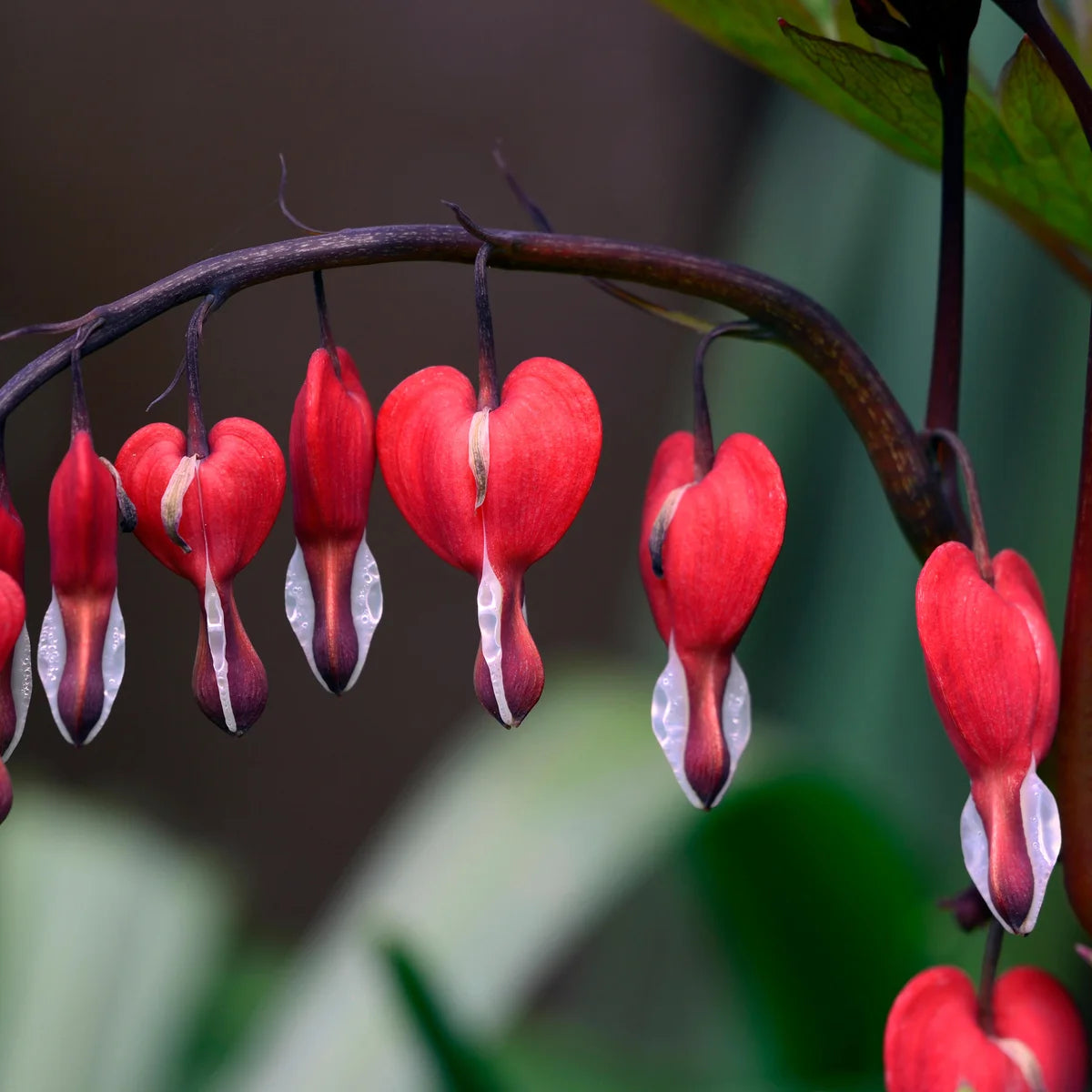 Pink Bleeding Hearts Flower seeds for Planting - Pollinator Friendly, Heirloom & GMO Free Seeds for Home Garden