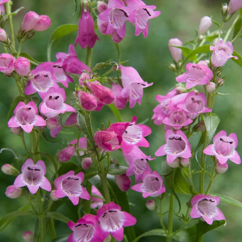 Purple Mexicali Sunburst Penstemon Flower seeds for Planting - Seasonal Bloomer, Heirloom & GMO Free Seeds for Home Garden