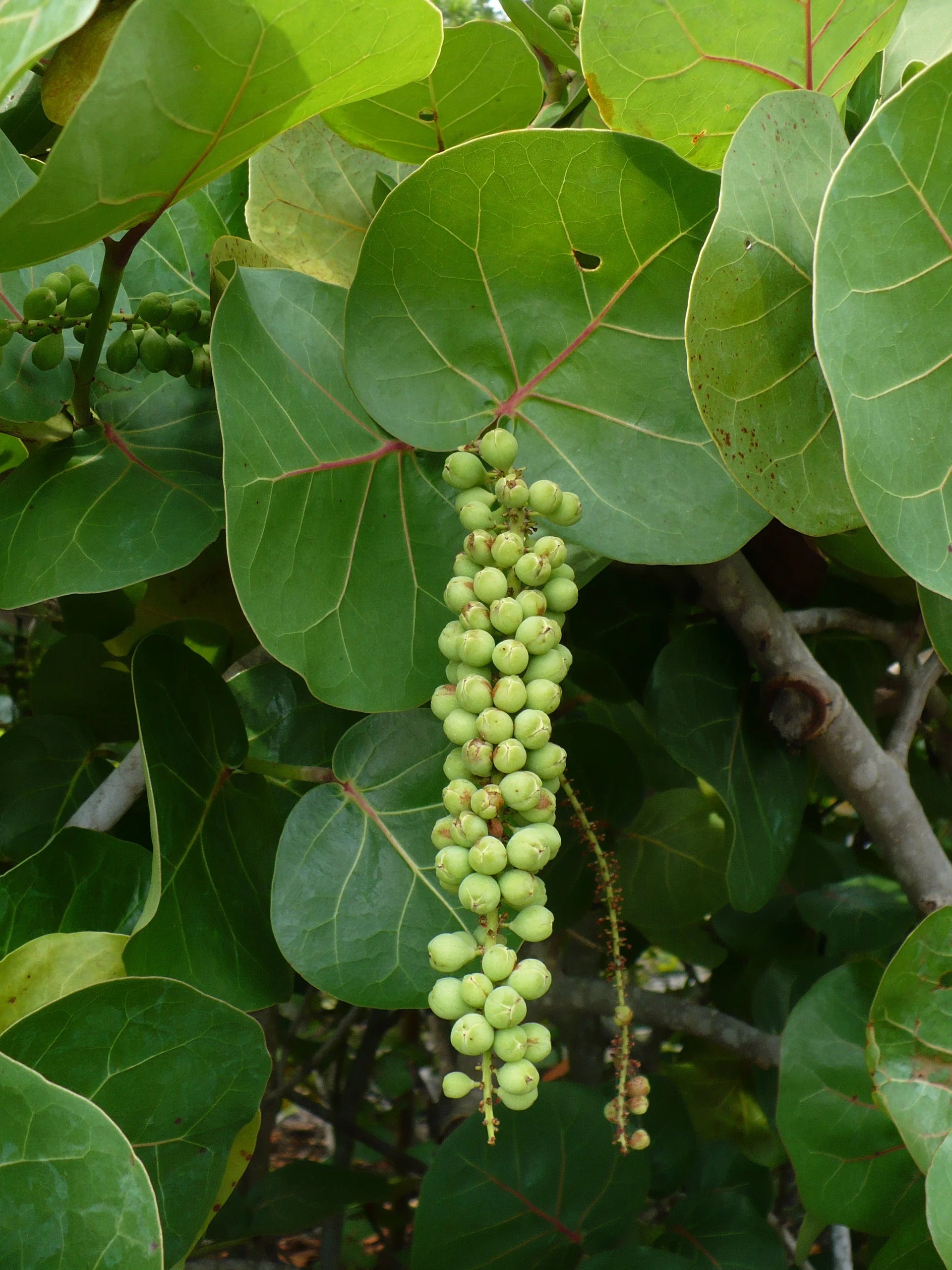 Seagrape Fruit Cocoloba uvifera Seeds for Planting in Coastal Garden & Landscape - Evergrowseeds