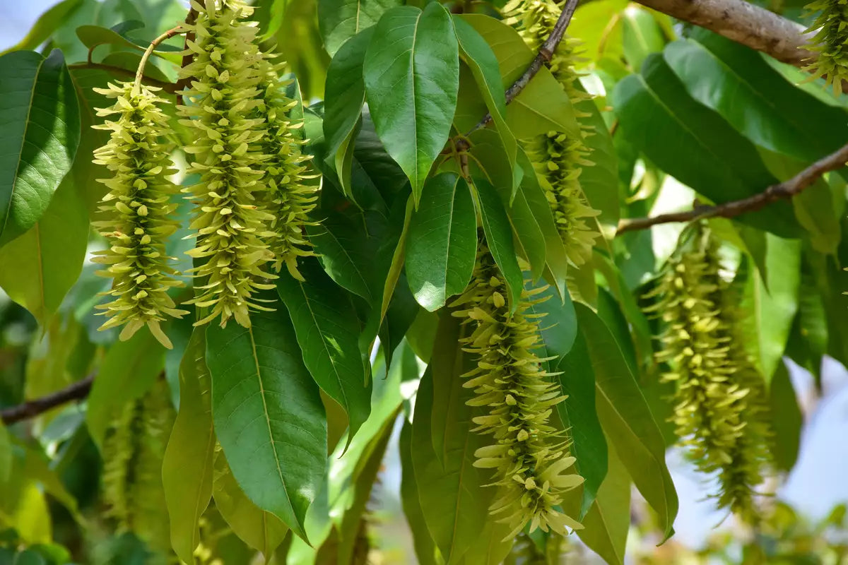 Pterocarya Stenoptera Flower seeds for Planting - Bright Blooms, Heirloom & GMO Free Seeds for Home Garden