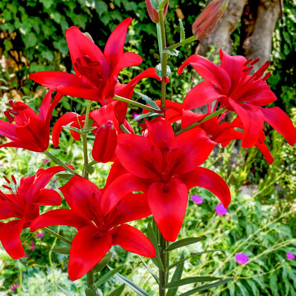 Dark Red Lilium Flower Seeds for Planting Wildflower Mix Heirloom & GMO Free Seeds for Home Garden
 
 Sale
