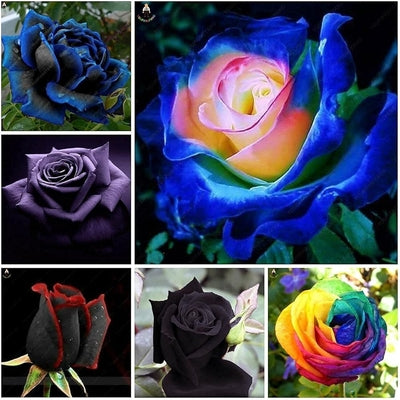 Blue Cream Rose Flower seeds for Planting - Cottage Garden Essential, Heirloom & GMO Free Seeds for Home Garden